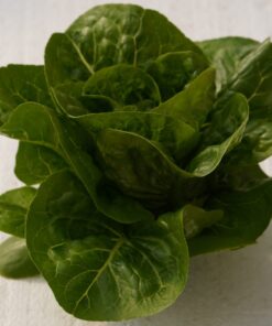 Baby Romaine