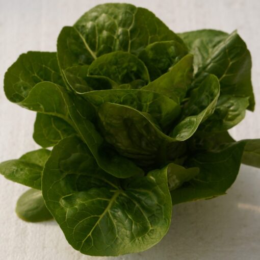 Baby Romaine