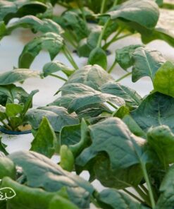 Baby Spinach