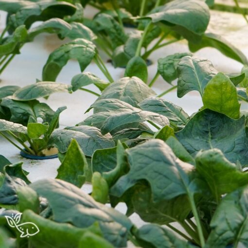 Baby Spinach