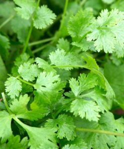 Coriander