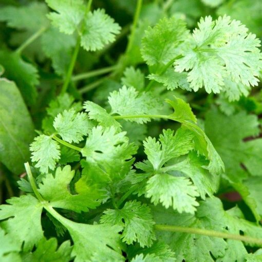 Coriander