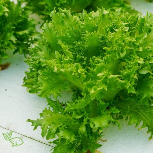 Crunchy