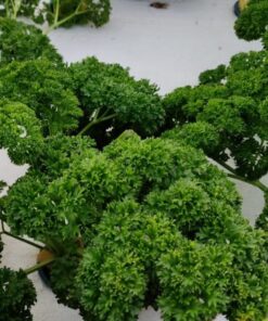 Curled Parsley