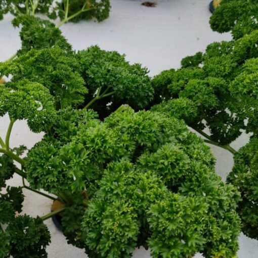 Curled Parsley