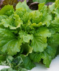 Lettuce