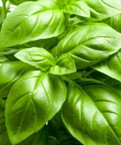 Green Italian Basil