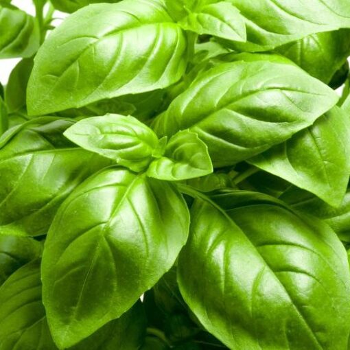 Green Italian Basil
