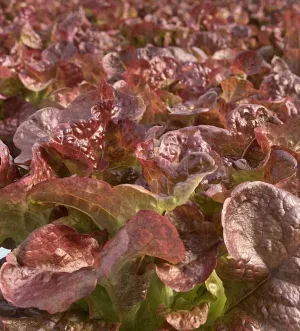 Red Oak-leaf