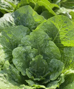 Romaine