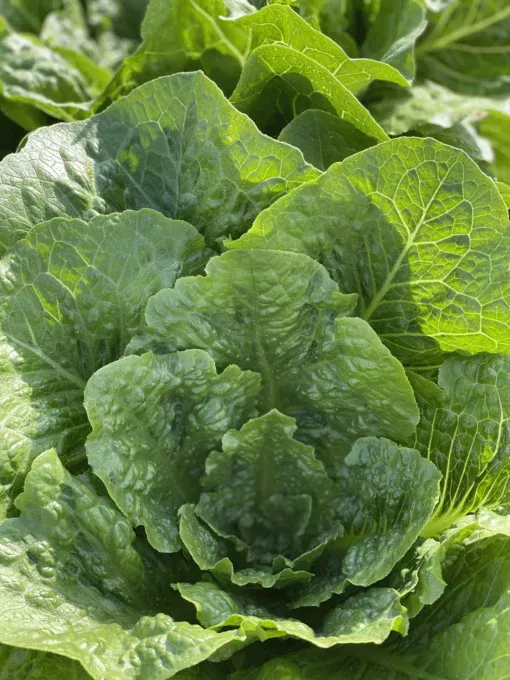 Romaine