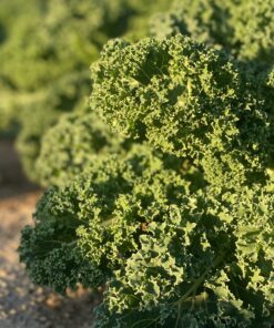 Curly kale