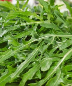 Italian Arugula
