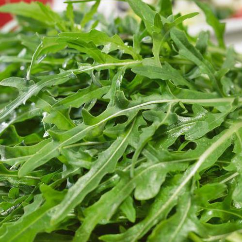 Italian Arugula