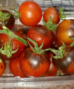 Midnight Cherry tomatoes
