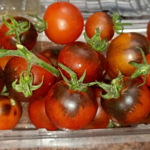 Midnight Cherry tomatoes