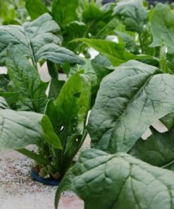 Mature Spinach