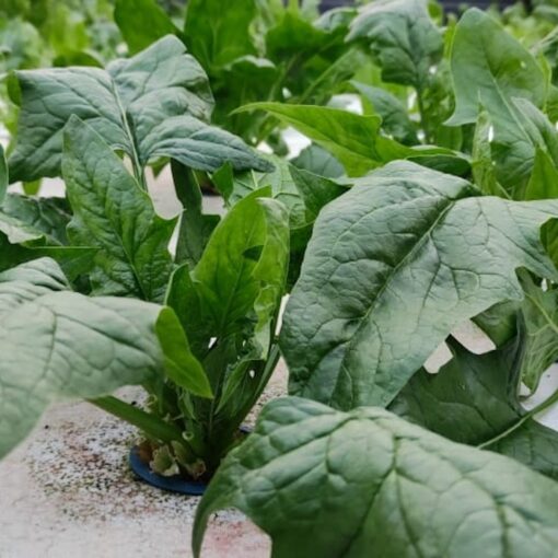 Mature Spinach