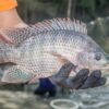 Tilapia fish - processed