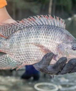 Tilapia fish - processed
