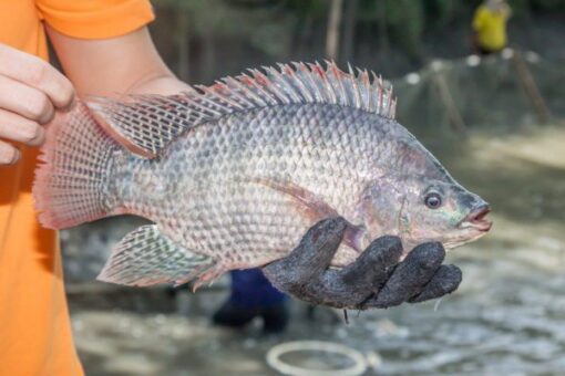 Tilapia fish - processed