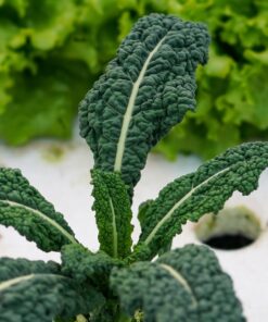 Tuscan Kale