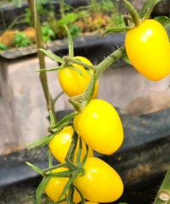 Sungold Cherry tomatoes