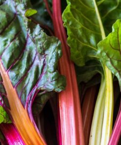 Rainbow Swiss Chard