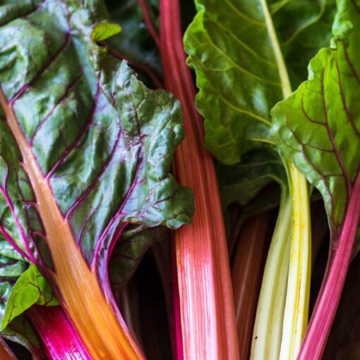 Rainbow Swiss Chard